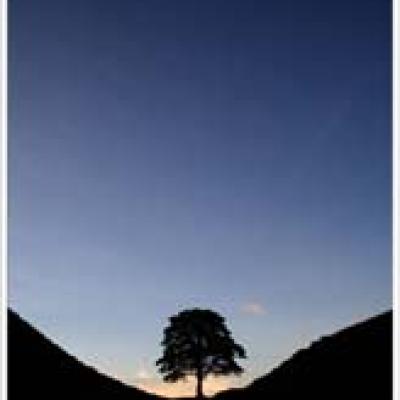 Goodall4