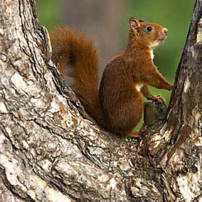 Squirrellarge