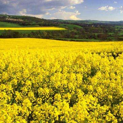 Yellowlarge